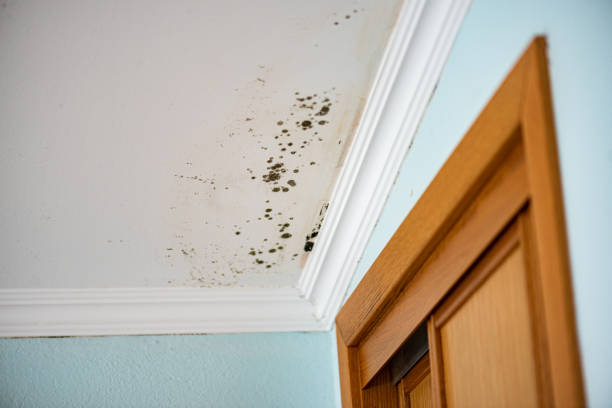 Best Black Mold Removal  in Tilton Northfield, NH