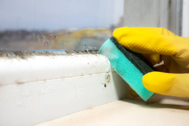 Best Mold Cleaning Services  in Tilton Northfield, NH