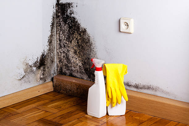 Best Fast Mold Removal  in Tilton Northfield, NH