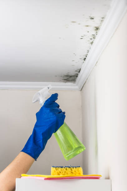 Trusted Tilton Northfield, NH Mold Removal Experts